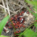 What do Boxelder Bugs Eat?