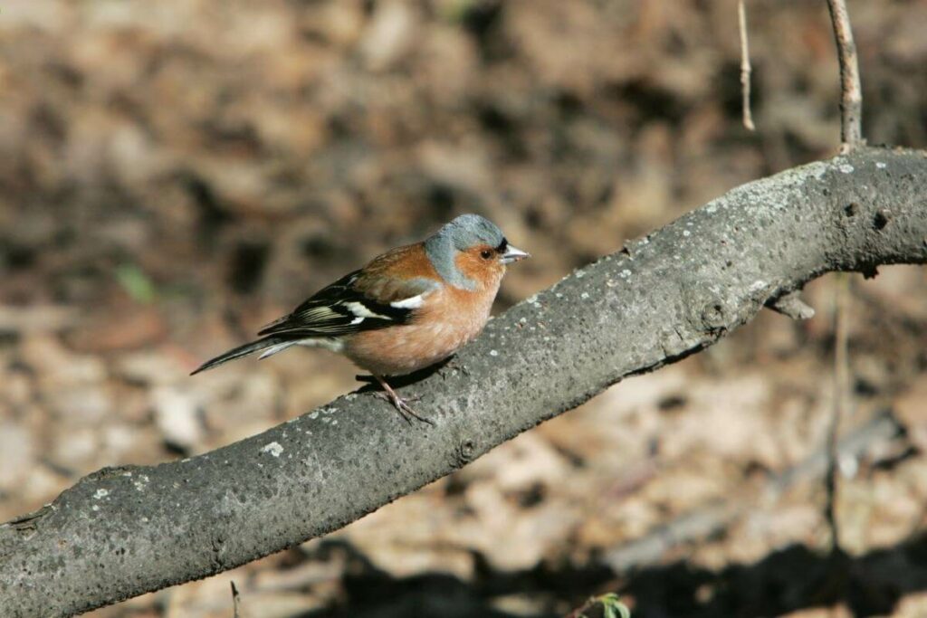 What chaffinches eat