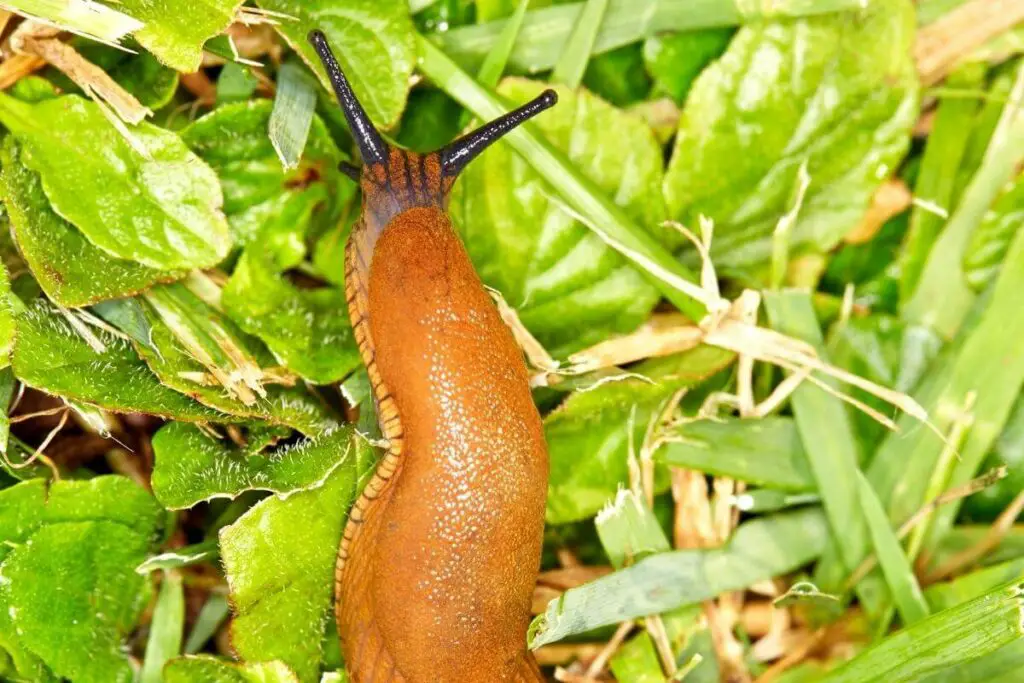 What Is a Slug?