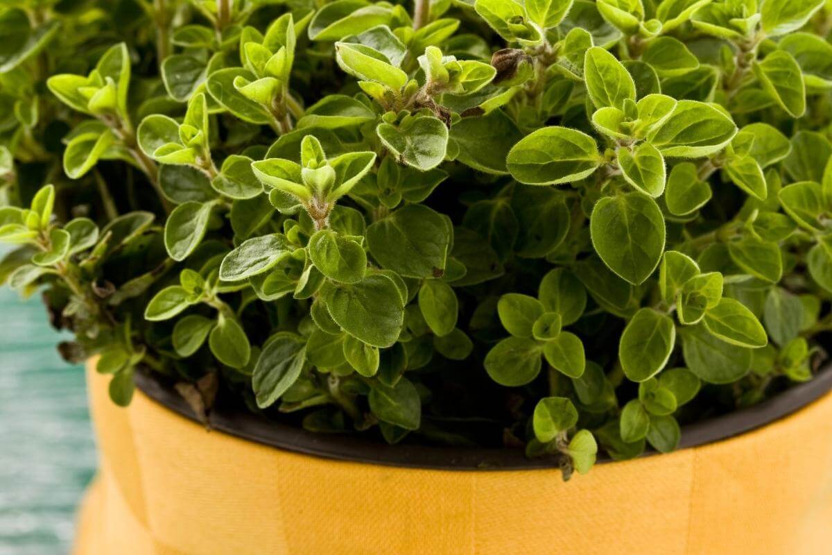 How to Harvest Oregano without Killing the Plant Gardenia Organic