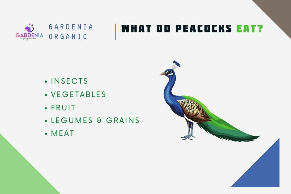 What Do Peacocks Eat?