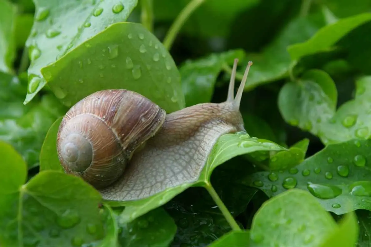 What Do Snails Eat?