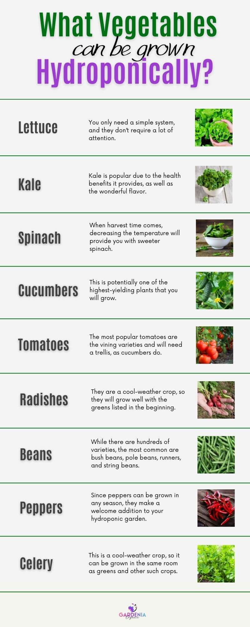 Best Vegetables you can grow hydroponically