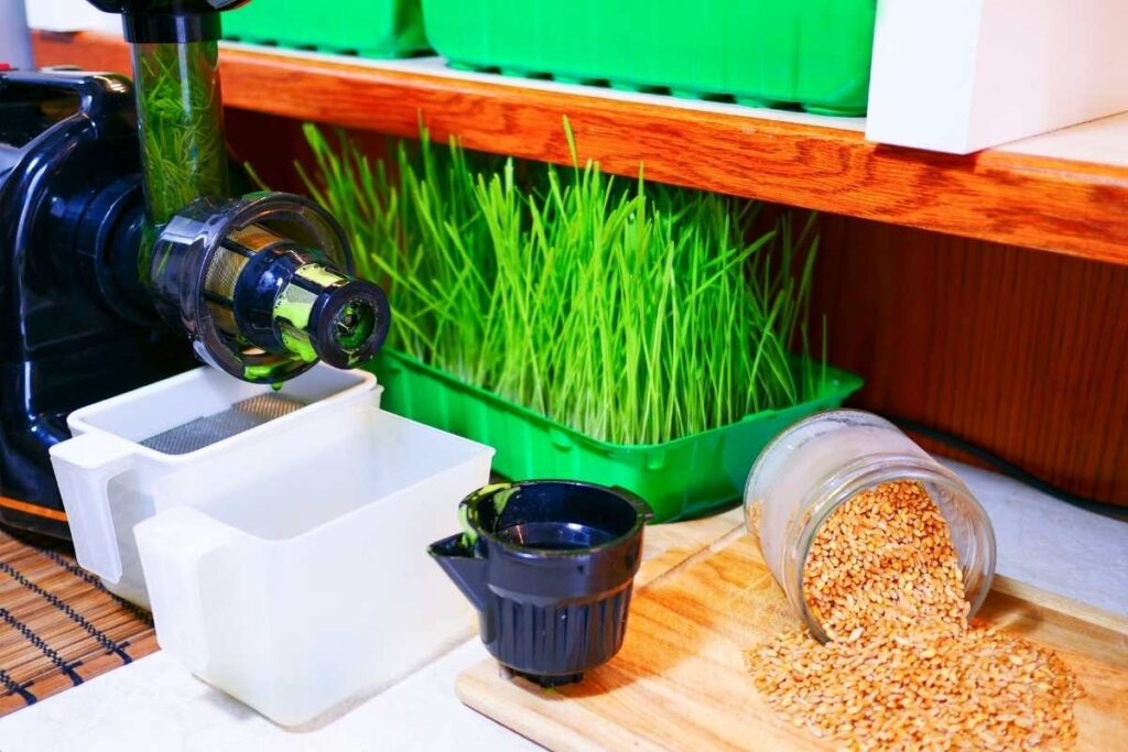 What to Do with Wheatgrass after Cutting?