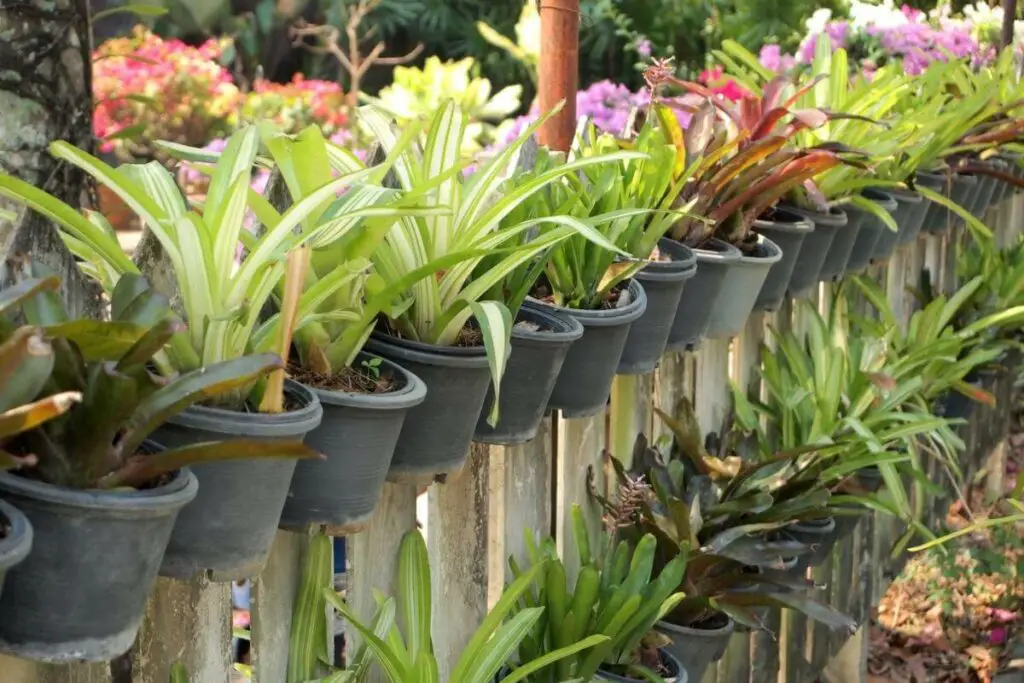When Should You Mulch Potted Plants?