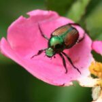 Where Do Japanese Beetles Go at Night?