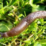 Where Slugs Come From? Slug Prevention