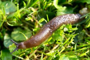 Where Do Slugs Come From?