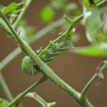 Where Do Tomato Hornworms Come From?
