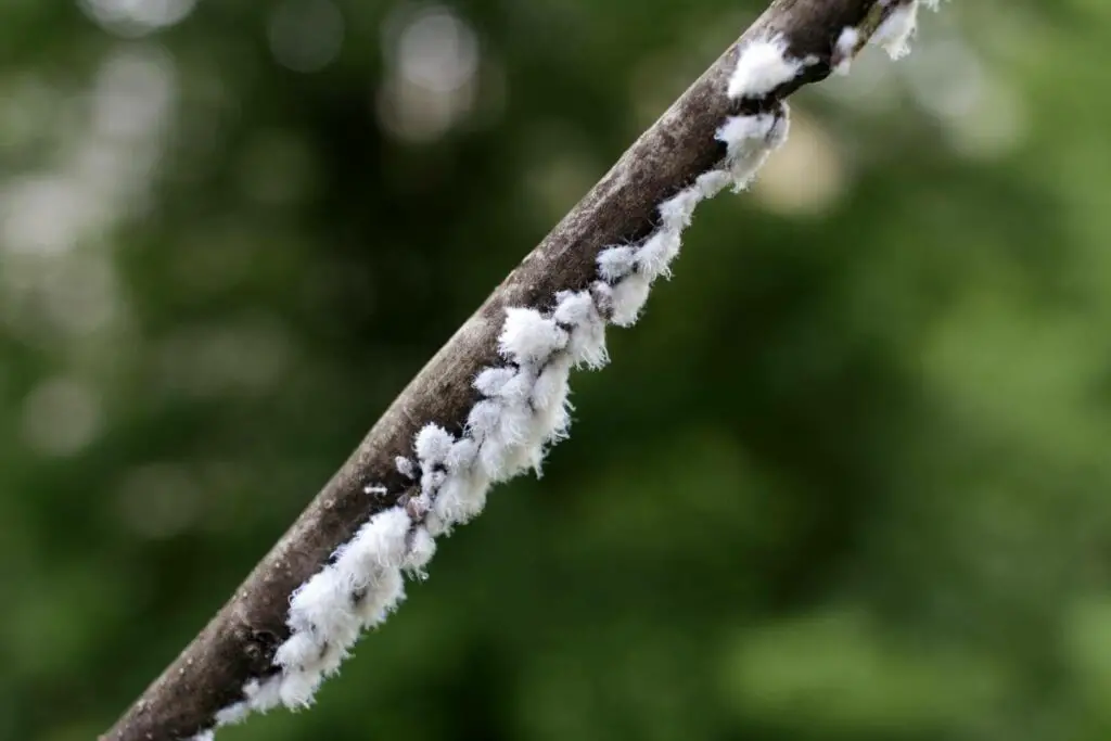 Which Plants Can Be Harmed by Mealybugs?