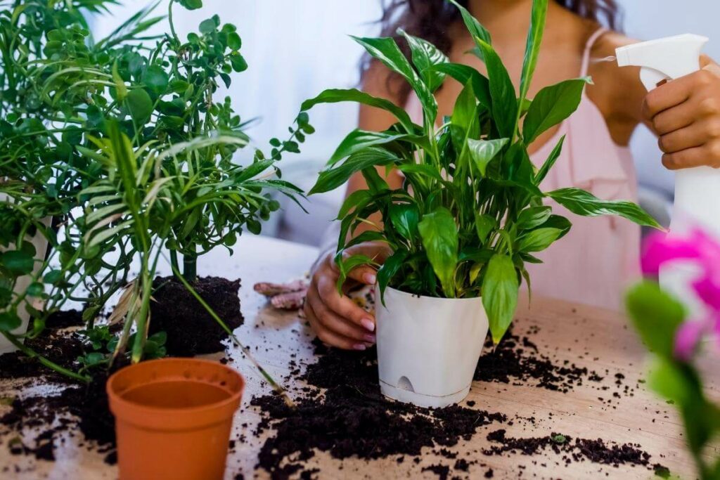 Why Are Bugs So Attracted to Your Indoor Plants?