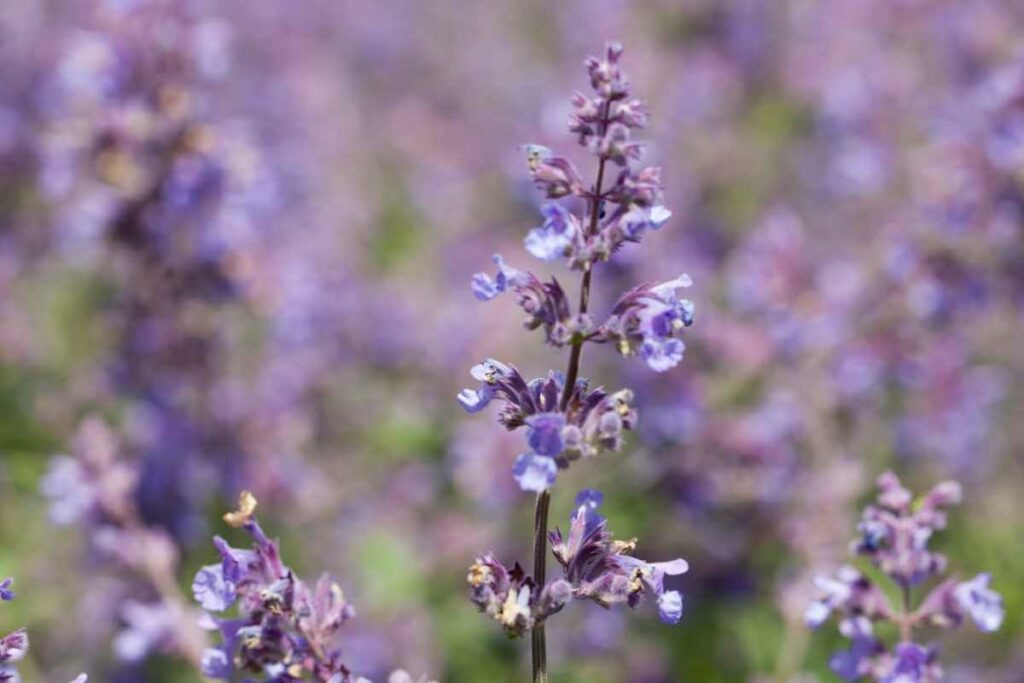 Why catmint is floppy and how to fix the plant