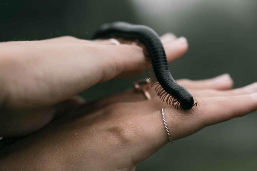 Centipedes have hundred legs