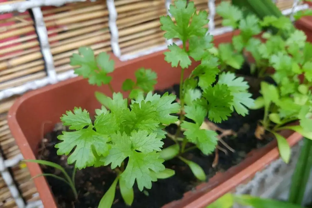 Why Are My Cilantro Stems Turning Purple?