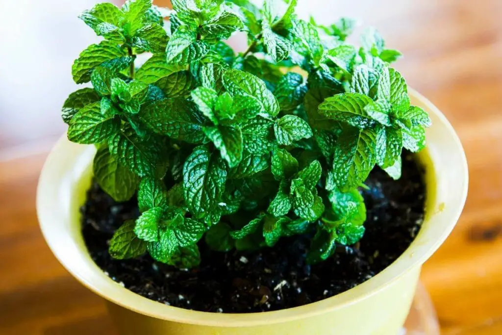 Small mint leaves