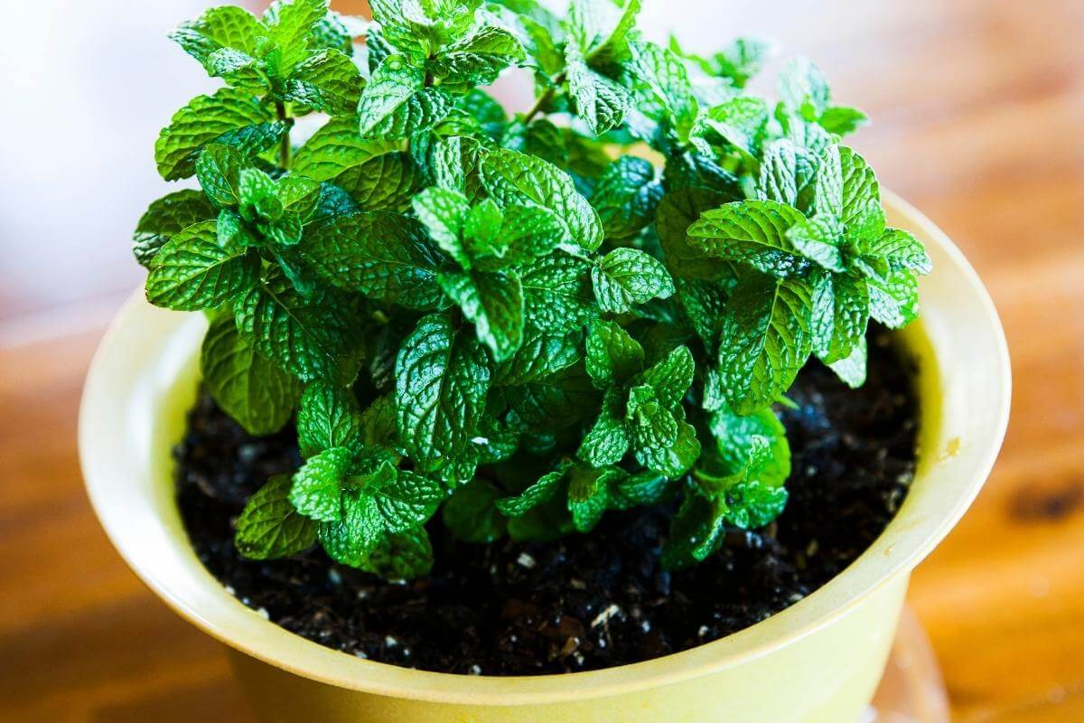 How to Get Big Mint Leaves - Gardenia Organic