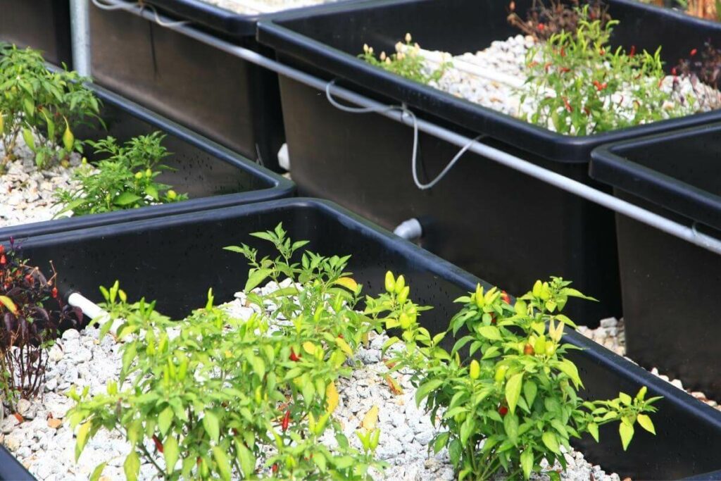 Wicking Bed Aquaponics Guide