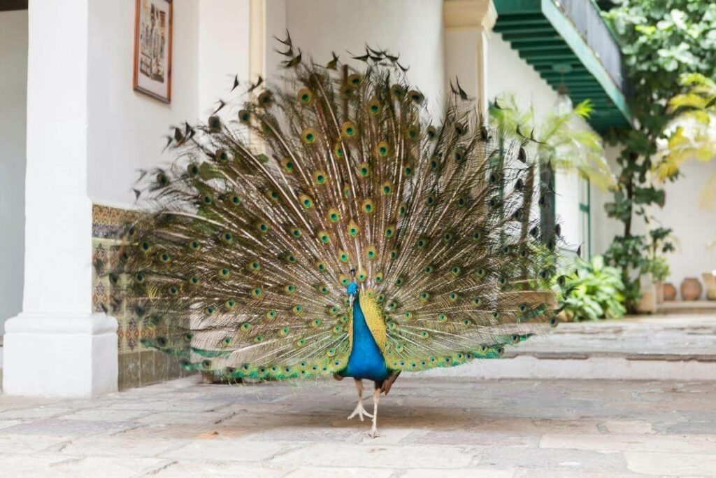 Wild peacocks in United states