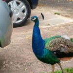 Are There Wild Peacocks in the US?