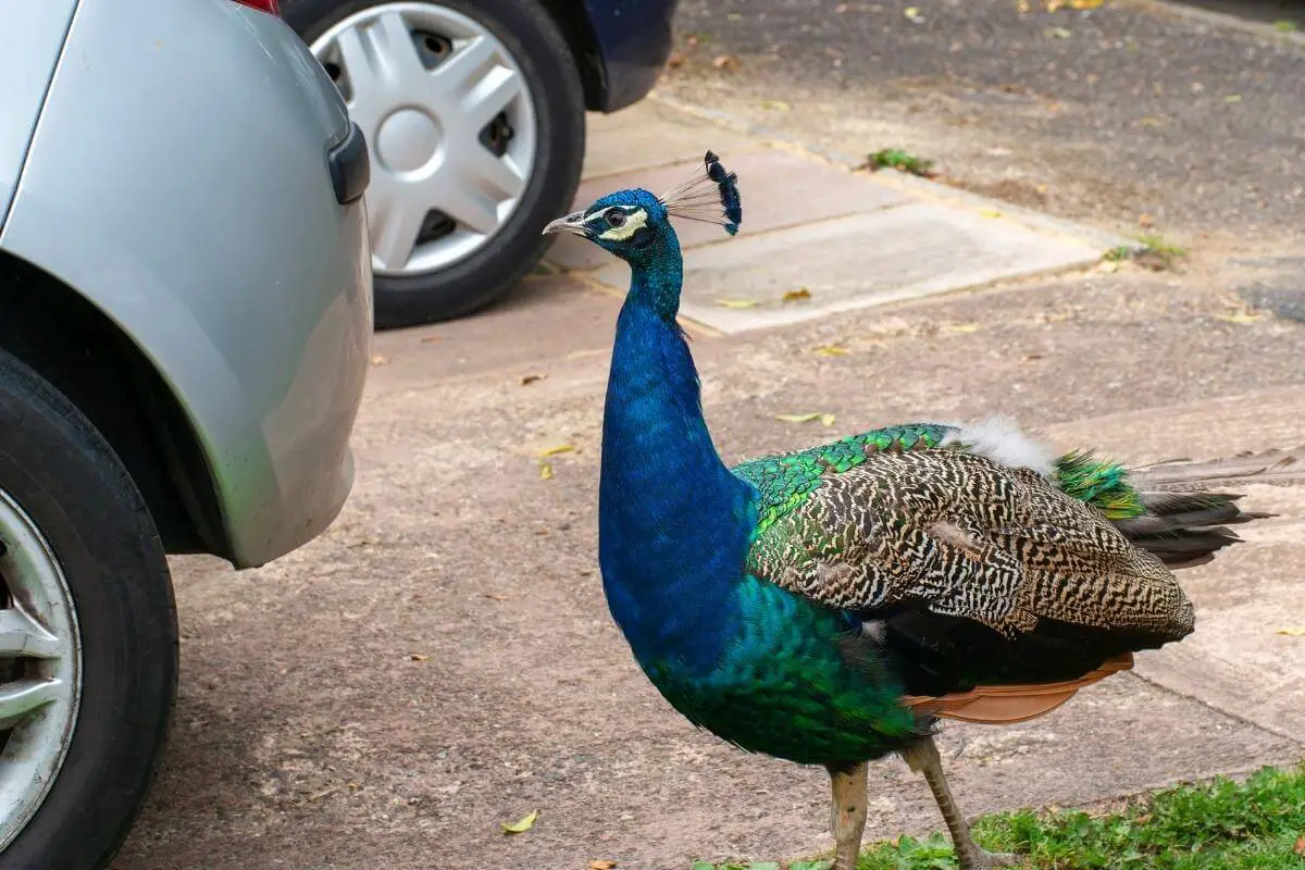 Are There Wild Peacocks in the US?