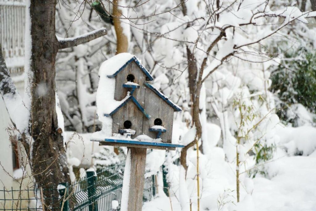 Birds will come to winter nestbox