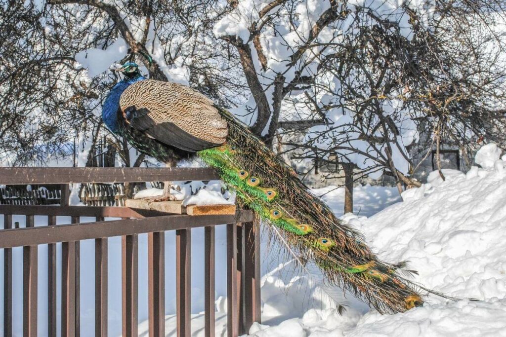 Peacocks in the winter time