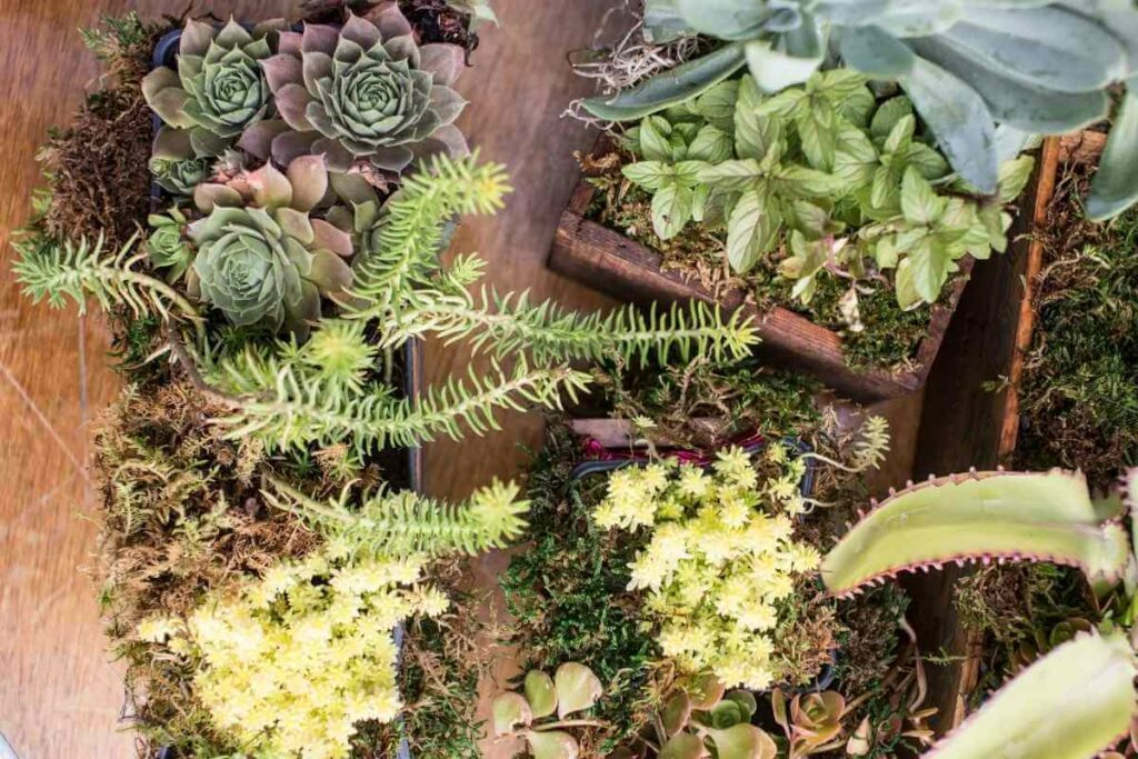 Wooden planter for succulents