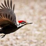 Everything You Need To Know About Woodpeckers In Missouri Featured Image