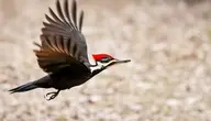 Everything You Need To Know About Woodpeckers In Missouri Featured Image