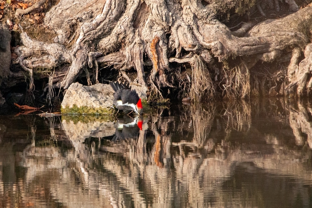 Where To Find Woodpeckers In Missouri