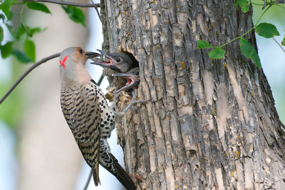 Woodpecker Behavior And Characteristics