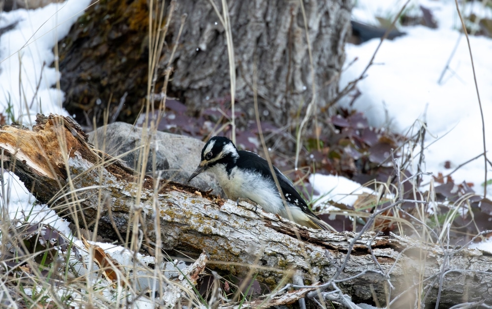 Woodpeckers in the Missouri Ecosystem