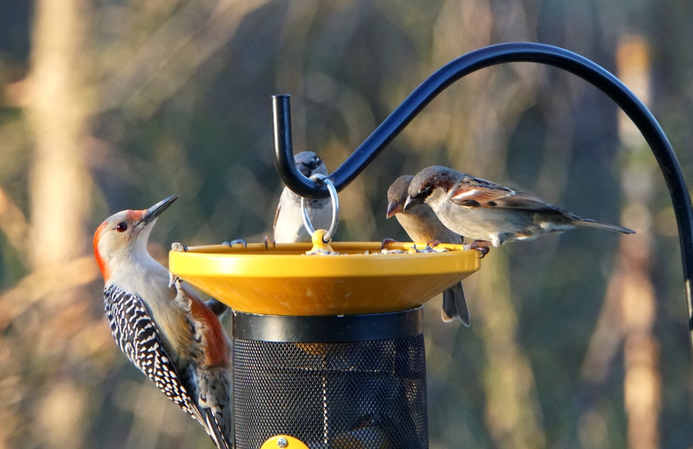 How To Attract Woodpeckers To Your Yard In Missouri