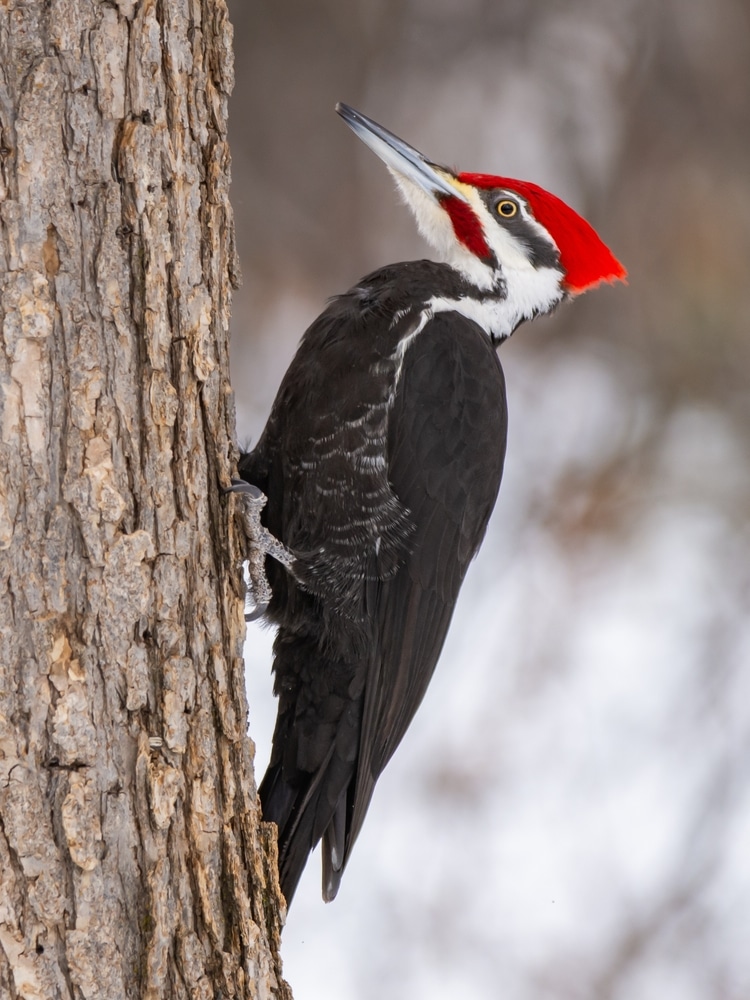 Pileated Woodpeckers