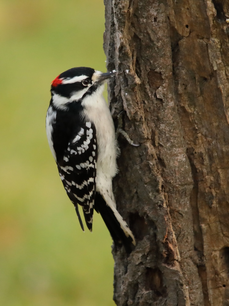 Downy Woodpeckers