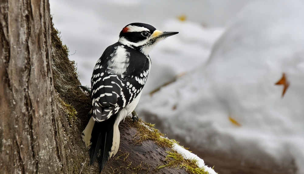 Hairy Woodpeckers