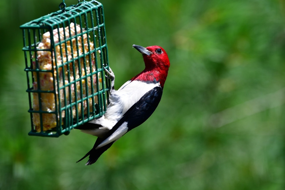 Red-Headed Woodpeckers