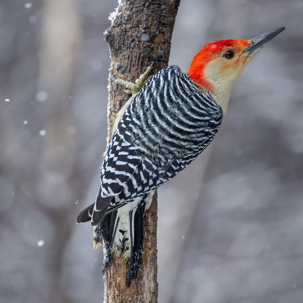 Red-Bellied Woodpeckers