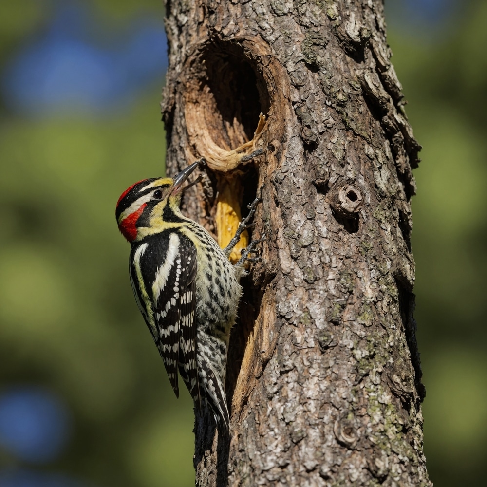 Yellow-Bellied Sapsucker