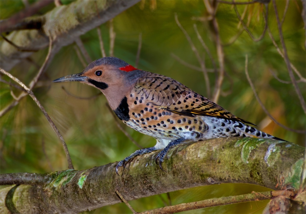 Northern Flickers