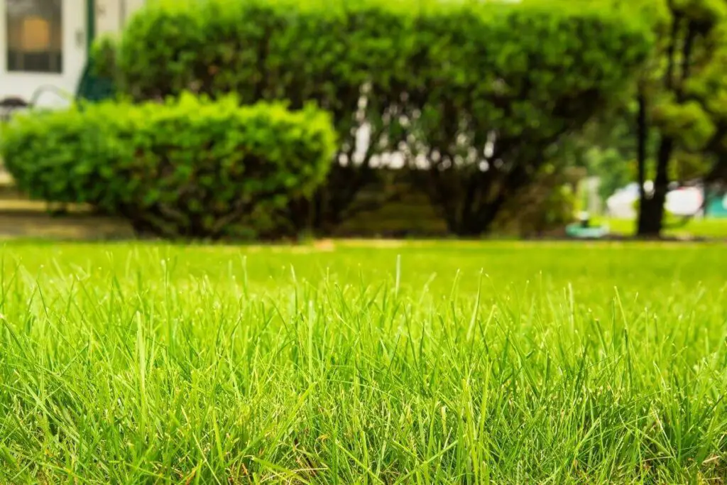 Is it Worth Paying for Lawn Care?