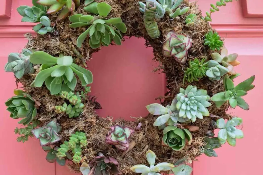 Wreath succulents design idea