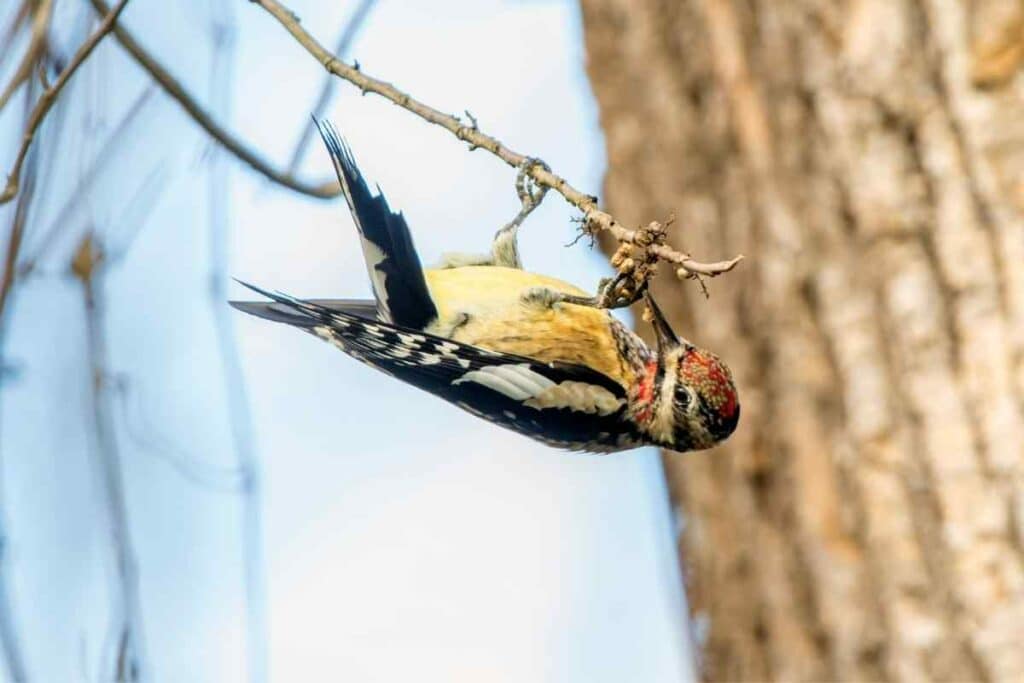 Yellow-Billed Sapsuckers in Missouri