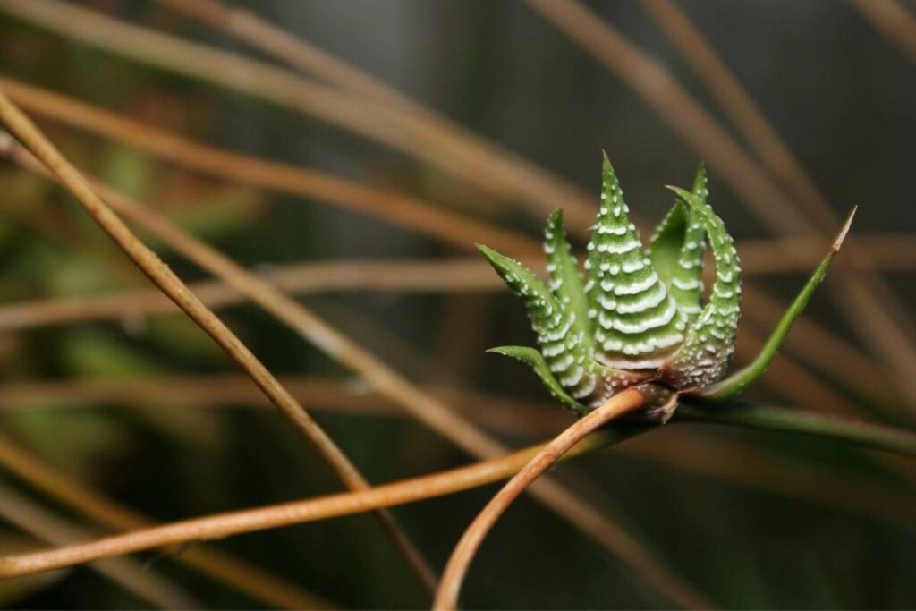 Zebra cactus plant