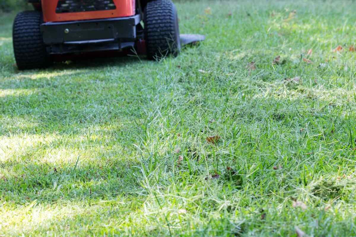 Are Zero Turn Mowers Good on Rough Terrain? Gardenia Organic