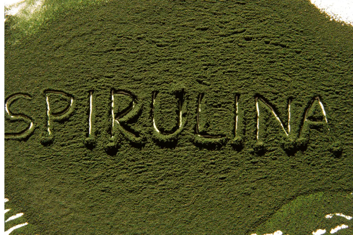 How to Grow Organic Spirulina?