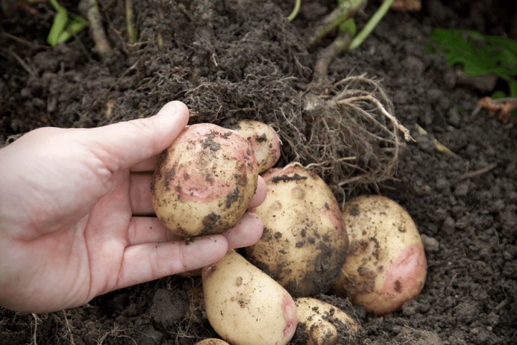 Growing Potatoes in Soil