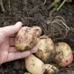 Growing Potatoes in Soil