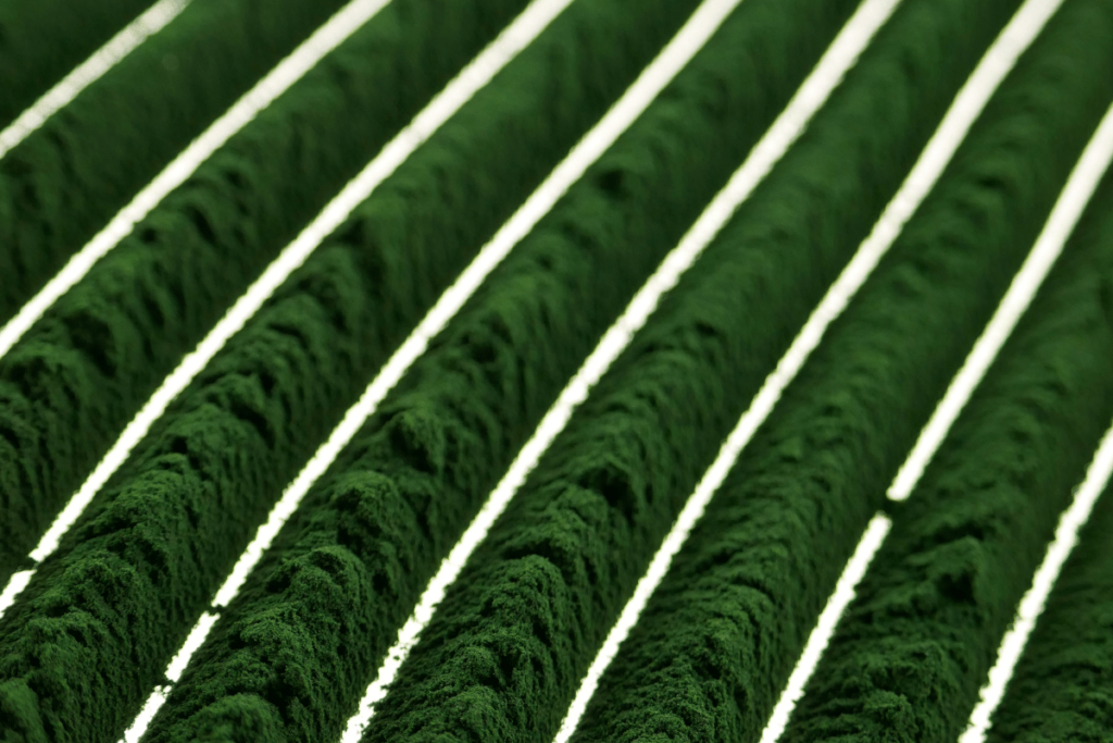 Rows of Green Spirulina