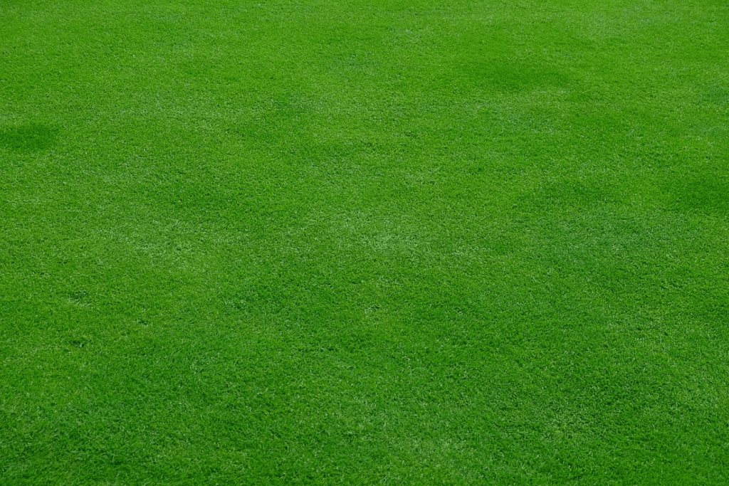 Lush Green Lawn